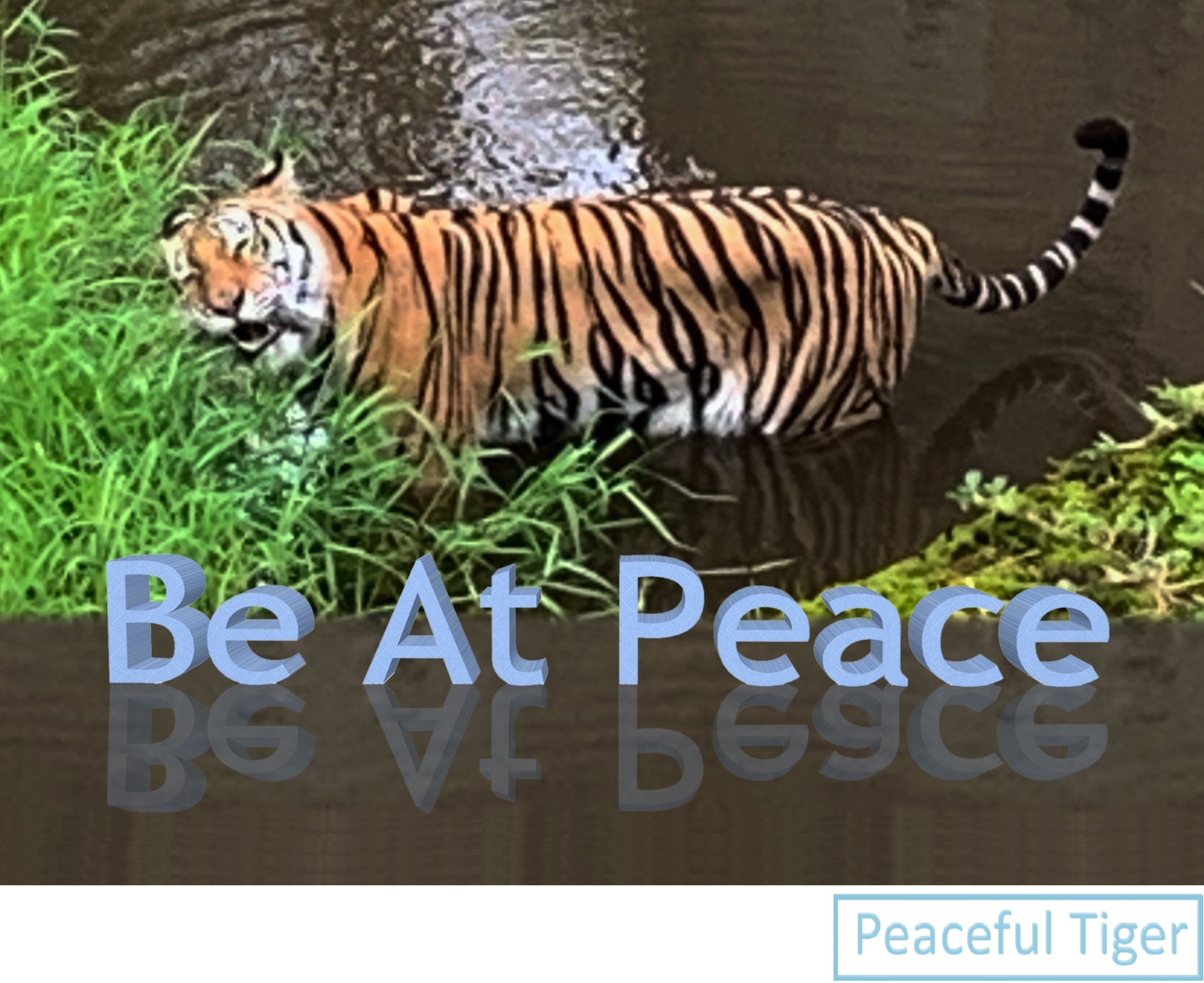 peaceful tiger